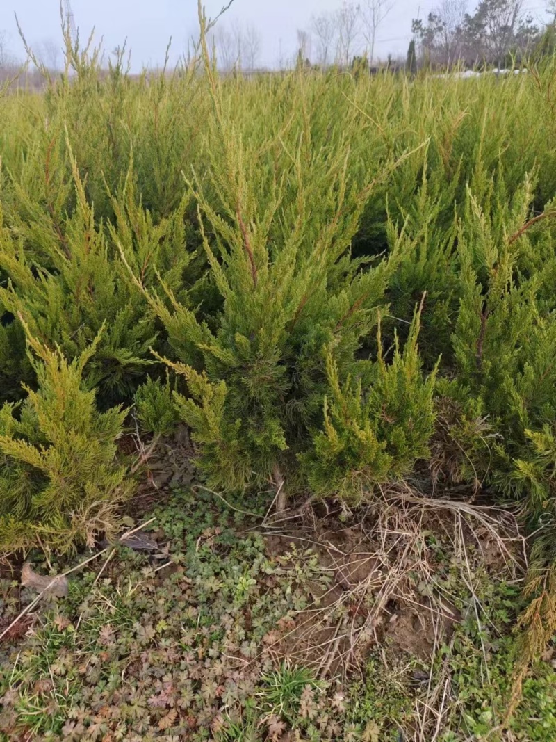 龙柏基地，杯苗地苗，色泽鲜艳，植株健壮，各种规格齐全