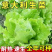 【精选】意大利生菜苗大量供应产地批发规格齐全质优