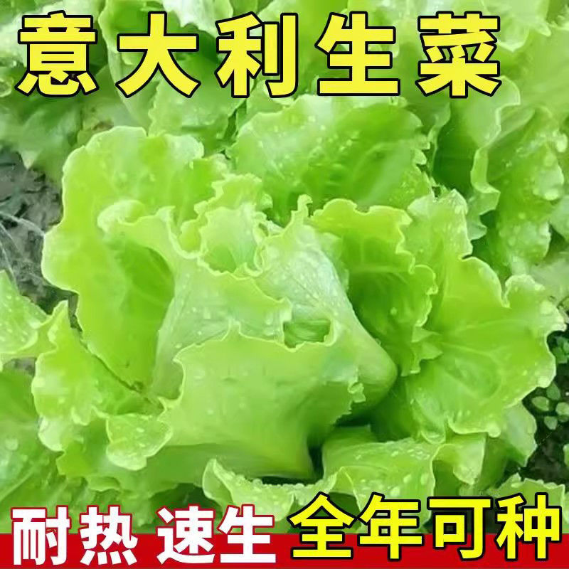 【精选】意大利生菜苗大量供应产地批发规格齐全质优