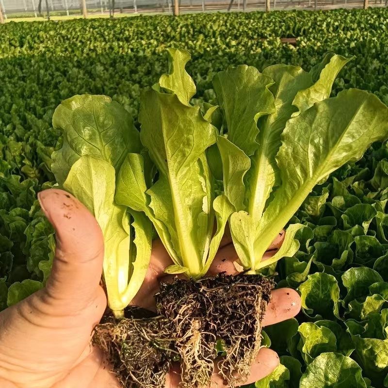 【精选】意大利生菜苗大量供应产地批发规格齐全质优