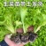 【精选】意大利生菜苗大量供应产地批发规格齐全质优