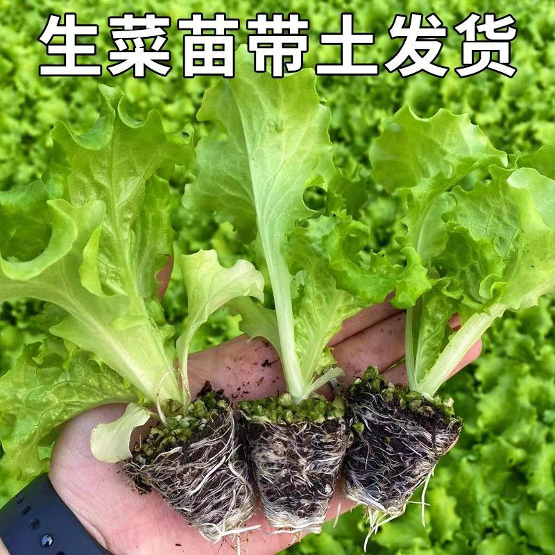 【精选】意大利生菜苗大量供应产地批发规格齐全质优