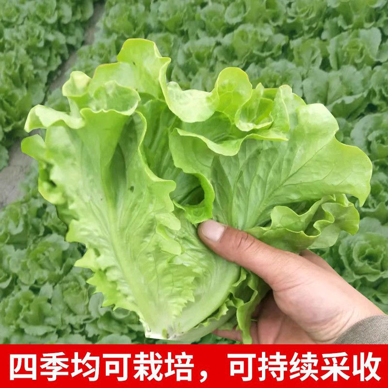 【精选】意大利生菜苗大量供应产地批发规格齐全质优