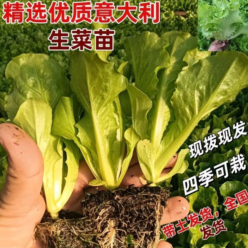 【精选】意大利生菜苗大量供应产地批发规格齐全质优