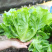 【精选】意大利生菜苗大量供应产地批发规格齐全质优