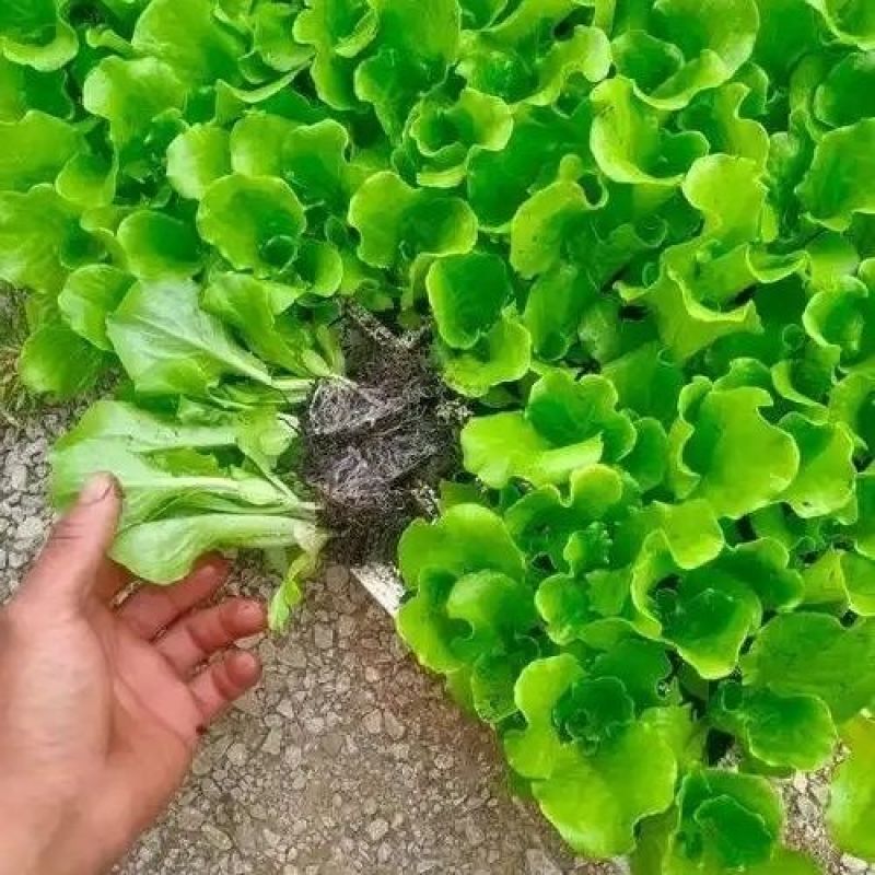 【精选】意大利生菜苗大量供应产地批发规格齐全质优
