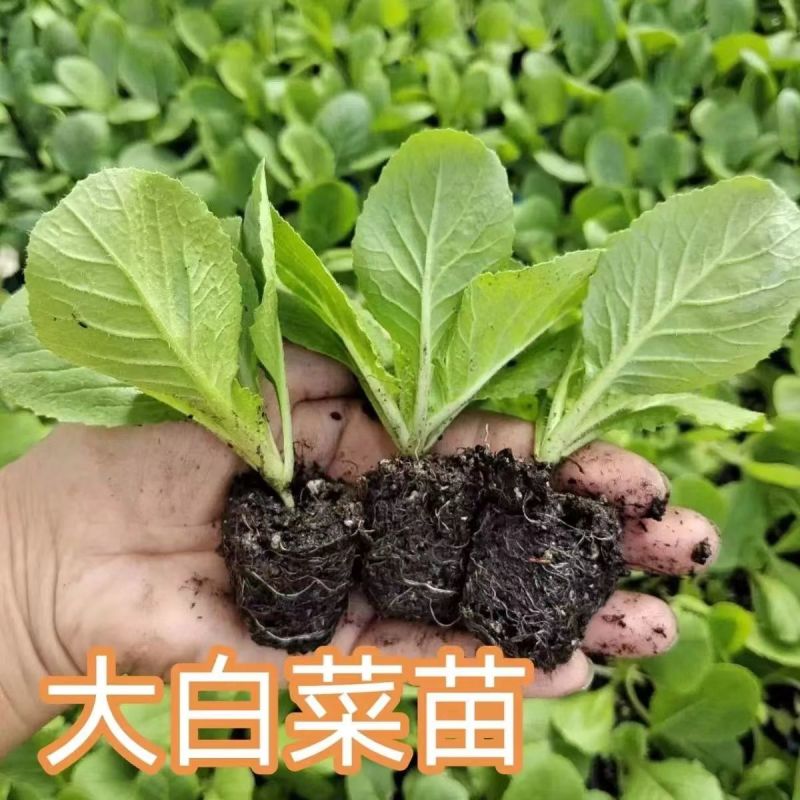 【白菜苗】基质育苗量大质优全国发货抗病高产现货