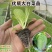 【白菜苗】基质育苗量大质优全国发货抗病高产现货