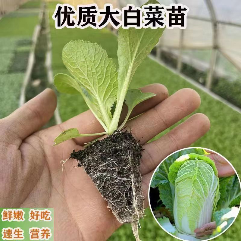 【白菜苗】基质育苗量大质优全国发货抗病高产现货