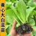 【白菜苗】基质育苗量大质优全国发货抗病高产现货