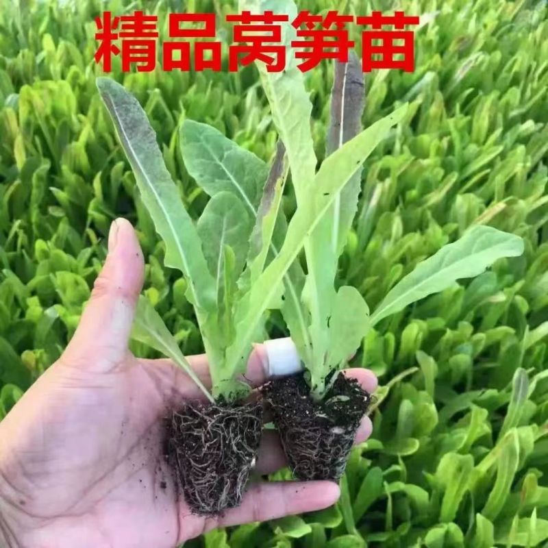 【精选】现挖现发量大从优根系发达视频看货高产