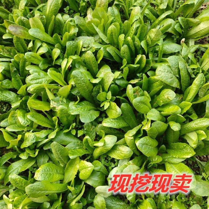 【精选】现挖现发量大从优根系发达视频看货高产
