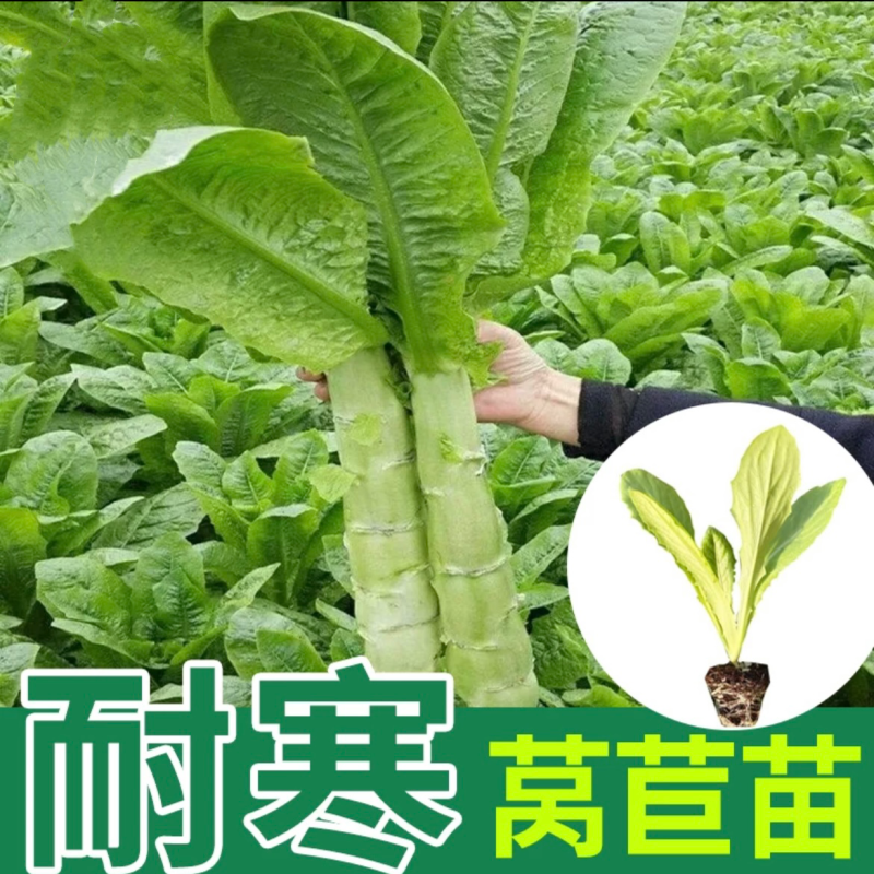 【精选】现挖现发量大从优根系发达视频看货高产