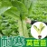 【精选】现挖现发量大从优根系发达视频看货高产