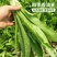 【油麦菜苗】基地供应大量批发价格实惠规格齐全
