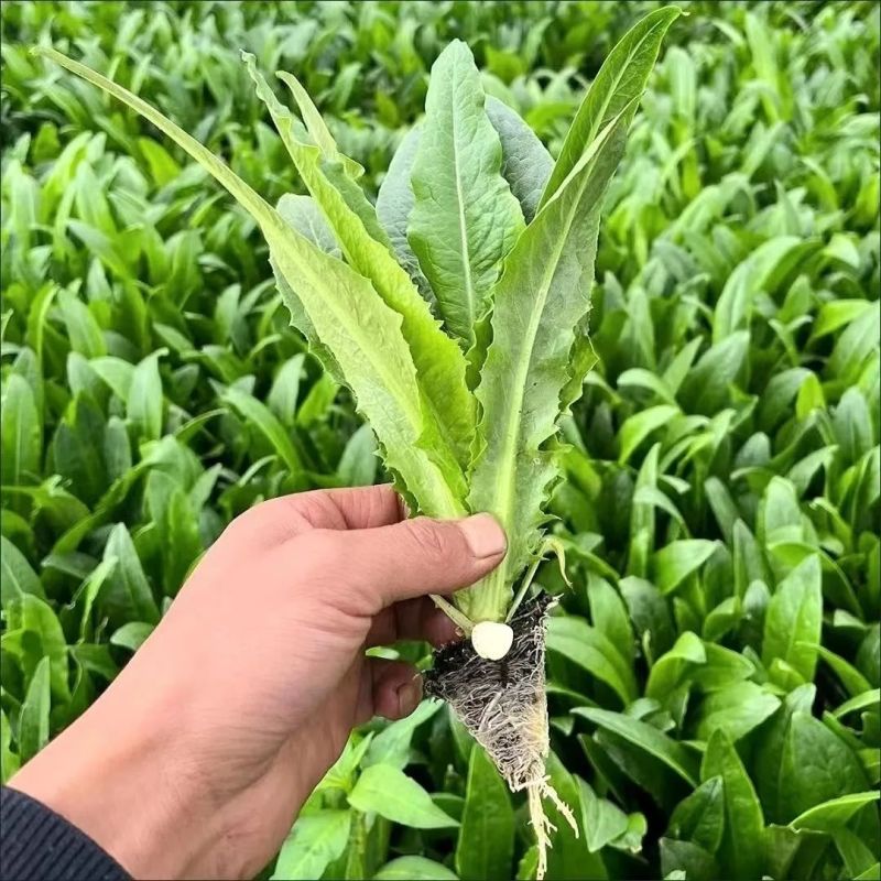 【油麦菜苗】基地供应大量批发价格实惠规格齐全