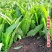 【油麦菜苗】基地供应大量批发价格实惠规格齐全