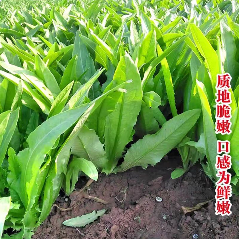 【油麦菜苗】基地供应大量批发价格实惠规格齐全