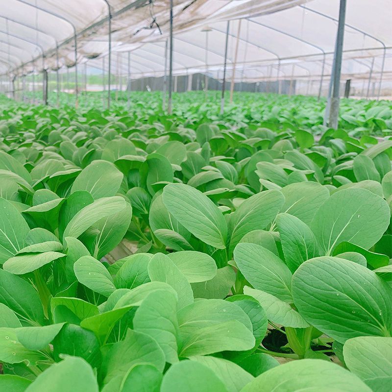 【上海青苗】大量供应根系发达粗壮提供技术指导质优