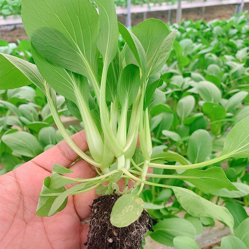 【上海青苗】大量供应根系发达粗壮提供技术指导质优