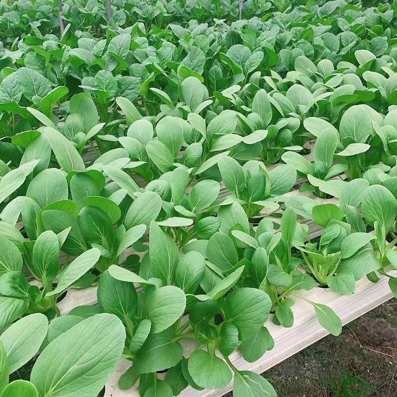 【上海青苗】大量供应根系发达粗壮提供技术指导质优