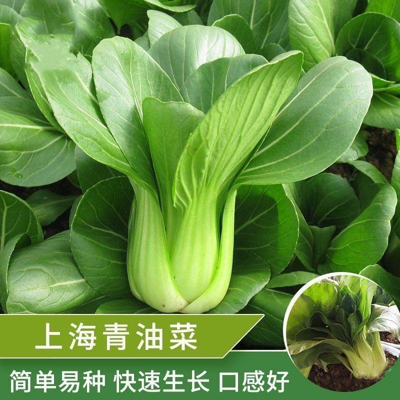 【上海青苗】大量供应根系发达粗壮提供技术指导质优