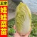 【娃娃菜苗】基地供应现挖现发欢迎来电选购土球好