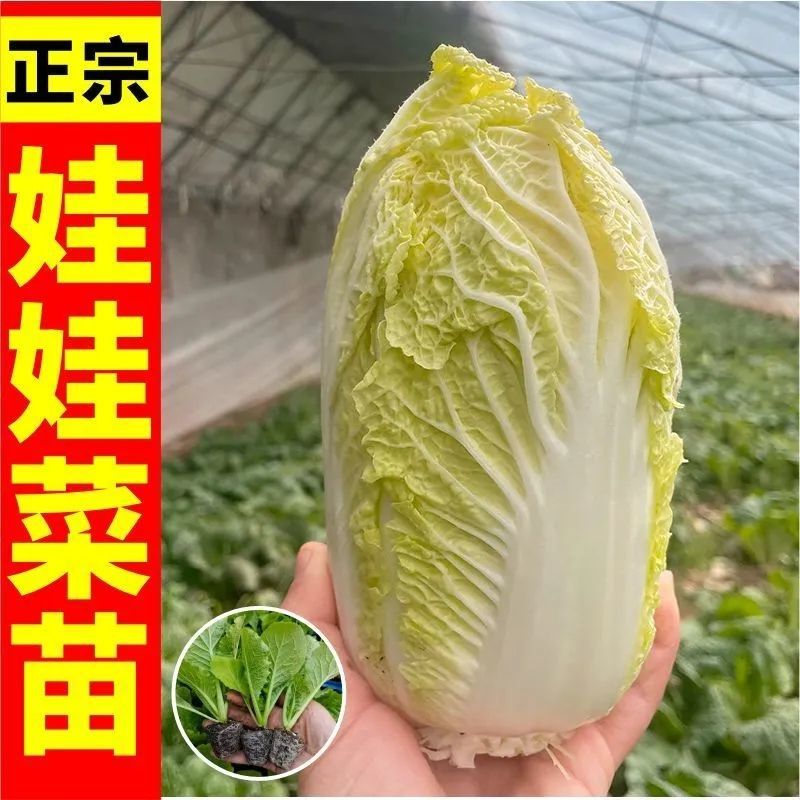 【娃娃菜苗】基地供应现挖现发欢迎来电选购土球好