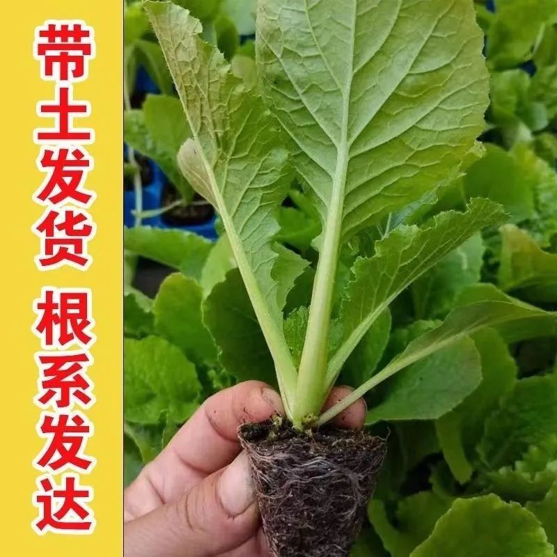 【娃娃菜苗】基地供应现挖现发欢迎来电选购土球好