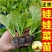 【娃娃菜苗】基地供应现挖现发欢迎来电选购土球好