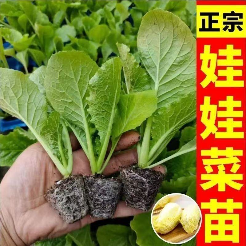 【娃娃菜苗】基地供应现挖现发欢迎来电选购土球好