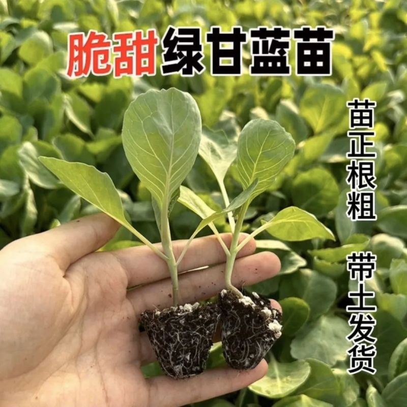 【甘蓝苗】质优价廉品质保证视频看货诚信经营一手货源
