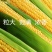 【玉米苗】独立根系易成活保质保量质优价廉量大从优