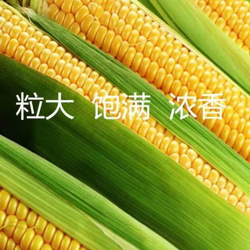 【玉米苗】独立根系易成活保质保量质优价廉量大从优