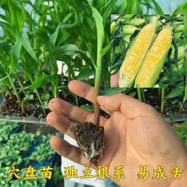 【玉米苗】独立根系易成活保质保量质优价廉量大从优