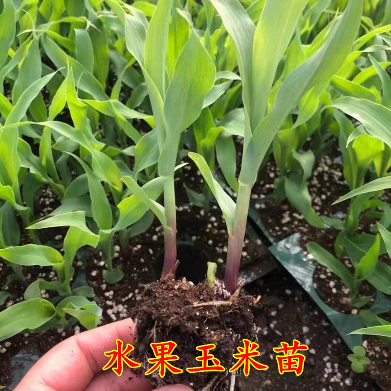 【玉米苗】独立根系易成活保质保量质优价廉量大从优