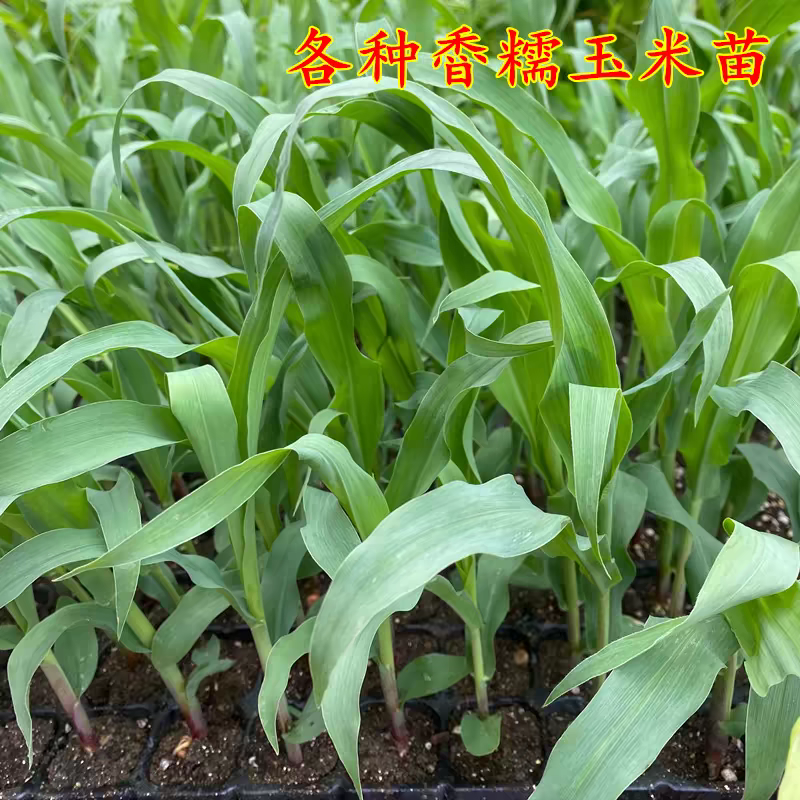 【玉米苗】独立根系易成活保质保量质优价廉量大从优