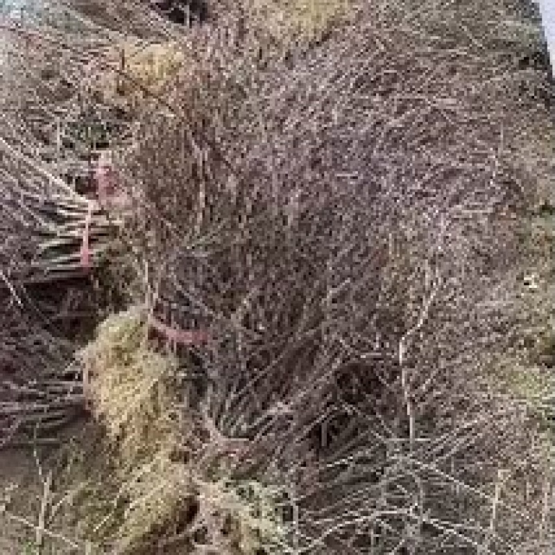 湖南实生水杨桃苗，基地一手货源现挖先发，视频看货