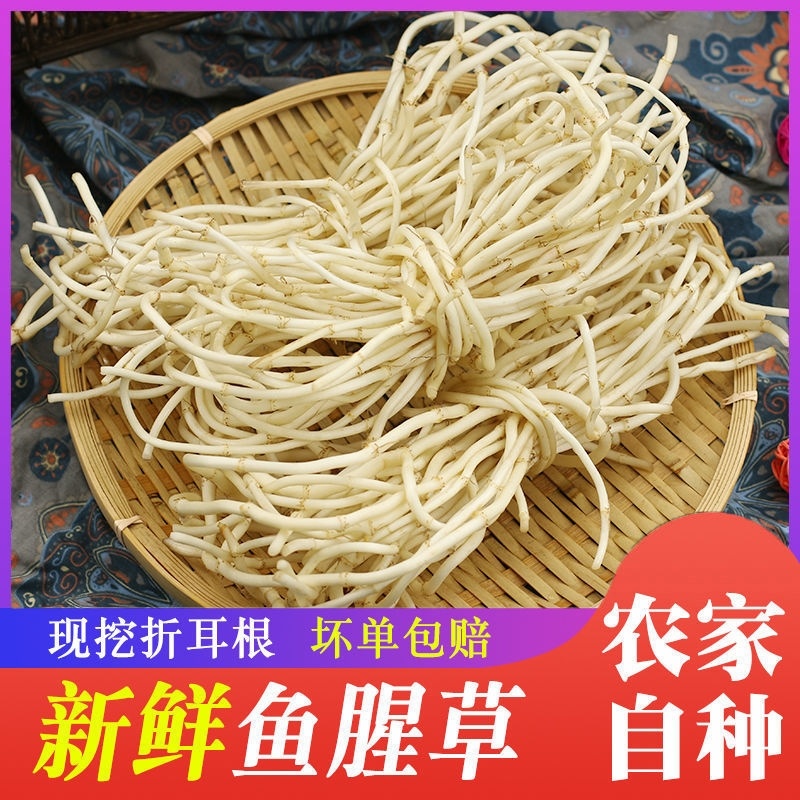 鱼腥草根折耳根野菜特菜货源充足，欢迎订购。