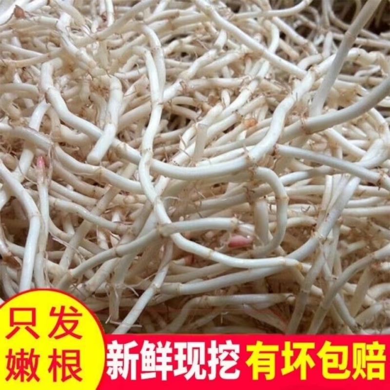 鱼腥草根折耳根野菜特菜货源充足，欢迎订购。