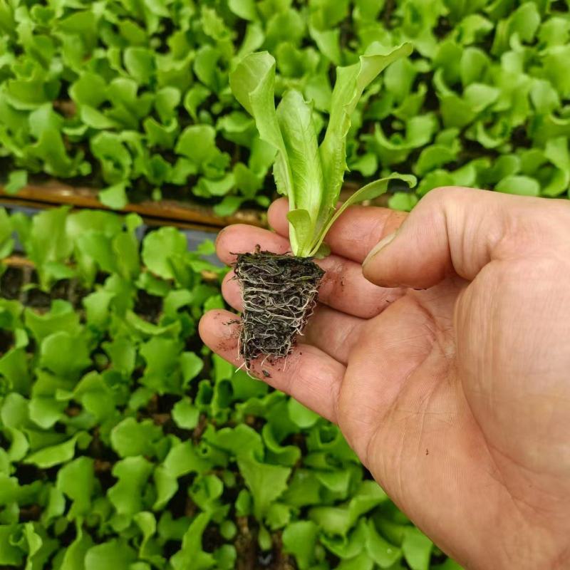 【精选】意大利生菜苗大量供应产地批发规格齐全质优