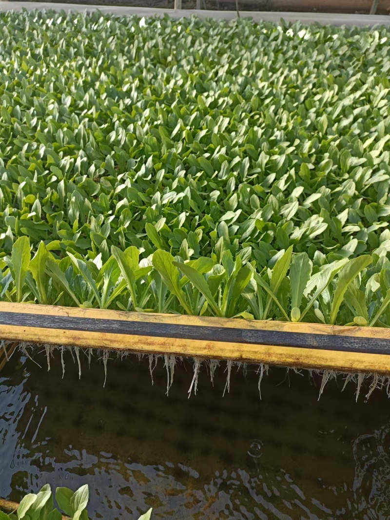 【油麦菜苗】基地供应大量批发价格实惠规格齐全