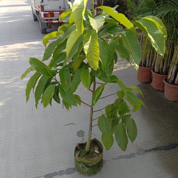 玉兰花/白玉兰/正品嫁接苗/老桩/种布袋老桩