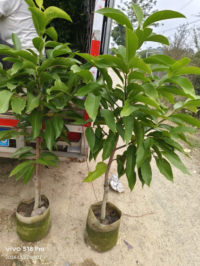 玉兰花/白玉兰/正品嫁接苗/老桩/种布袋老桩