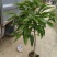 玉兰花/白玉兰/正品嫁接苗/老桩/种布袋老桩