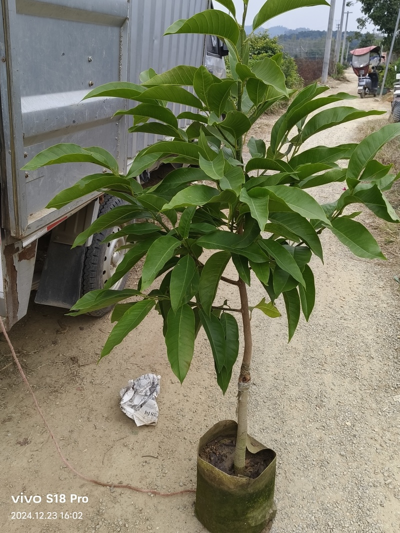 玉兰花/白玉兰/正品嫁接苗/老桩/种布袋老桩
