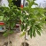 玉兰花/白玉兰/正品嫁接苗/老桩/种布袋老桩