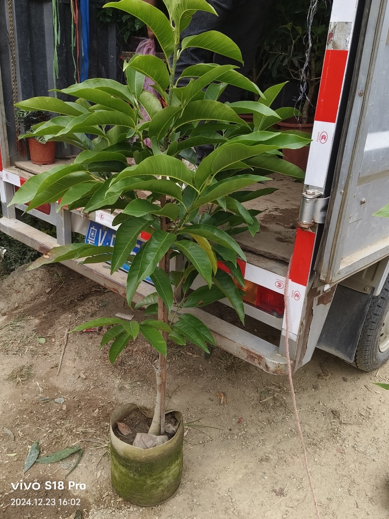 玉兰花/白玉兰/正品嫁接苗/老桩/种布袋老桩