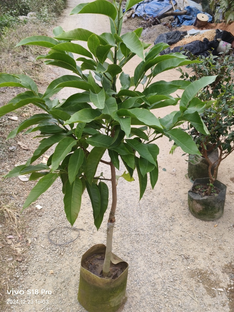 玉兰花/白玉兰/正品嫁接苗/老桩/种布袋老桩