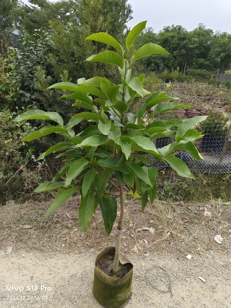 玉兰花/白玉兰/正品嫁接苗/老桩/种布袋老桩